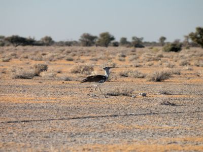 Sekretär