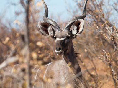 Kudu