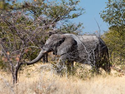 Elefant im Etosha Nationalpark in Namibia