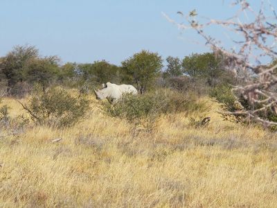 Nashorn im Etosha Nationalpark in Namibia