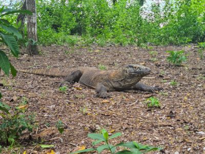 Komodowaran auf Komodo in Indonesien