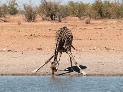 Giraffe beim Trinken