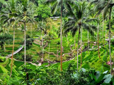 Alas Harum bei Tegalalang, Indonesien