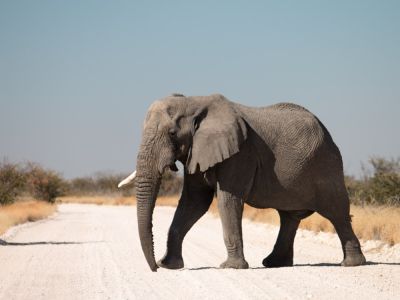 Elefant im Etosha Nationalpark in Namibia