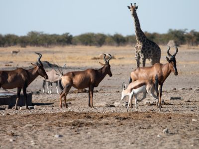 Tiere am Wasserloch im Etosha Nationalpark in Namibia