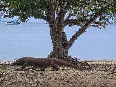Auf der Insel Komodo in Indonesien