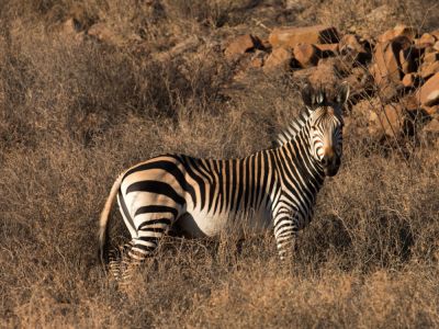 Zebra neben der Straße