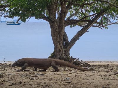 Auf der Insel Komodo in Indonesien