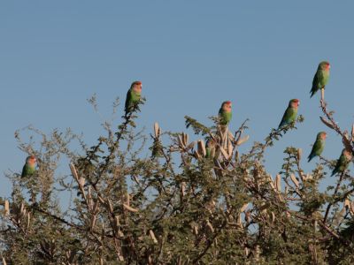 Wellensittiche in Namibia